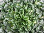 tatsoi plant