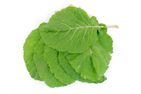 Fresh Garden Leafs 