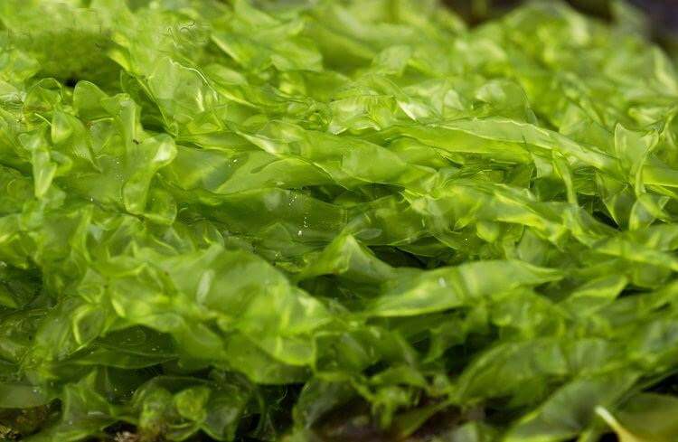 green seaweed