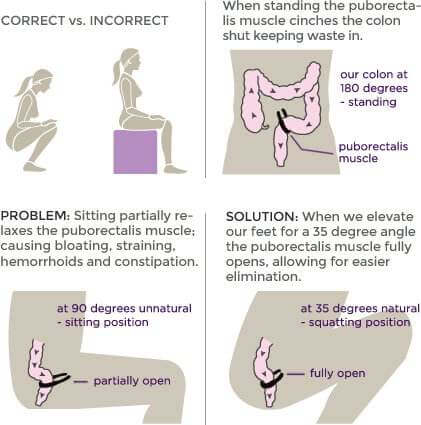 The Colon