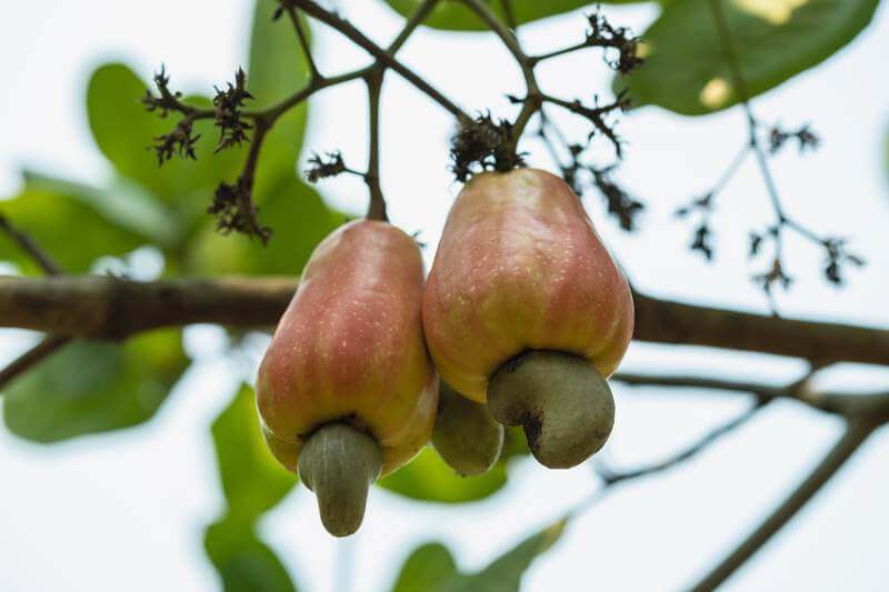 Cashews growing on the tree