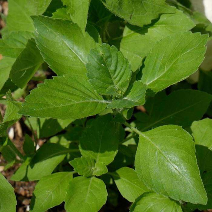 Holy Basil for your Bones